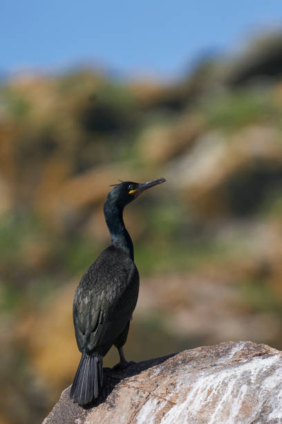 istock Shag on the coast of Ireland 1399761479
