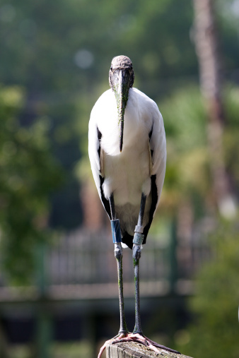 Stately wood stork standing on a wooden railing