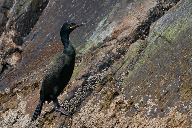 istock Shag on the coast of Ireland 1399762016