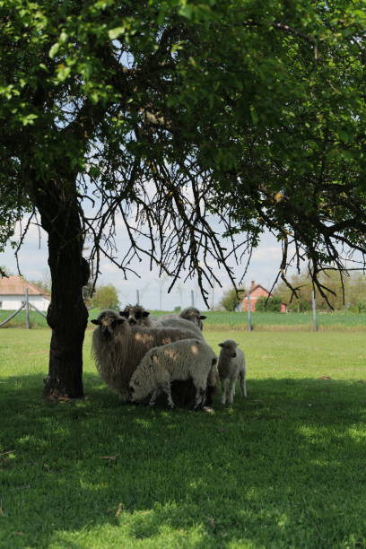 istock Flock of sheeps on the meadow 1399762371