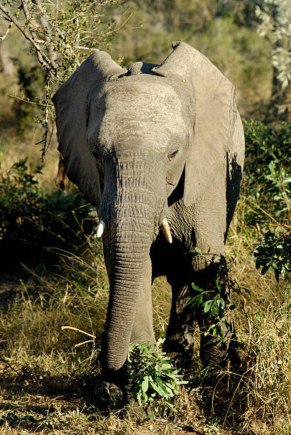 elephant AFRICAN ELEPHANT noah young stock pictures, royalty-free photos & images