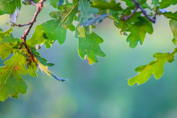 istock closeup green oak tree branch in forest, natural summer background 1399762553