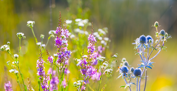 closeup wild flower in prairie, natural summer background