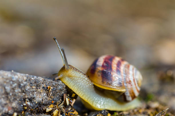 istock closeup grape snail crawl among grass, natural animal background 1399762595