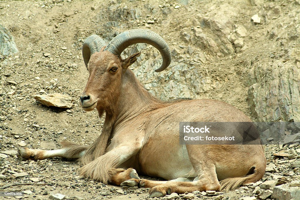 Bastarda Arianese - Foto de stock de Animal royalty-free