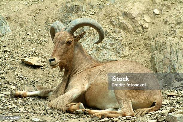 Foto de Bastarda Arianese e mais fotos de stock de Animal - Animal, Bastarda Arianese, Cativeiro