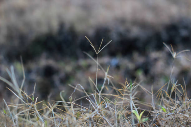 the rice fields are also very barren it seems