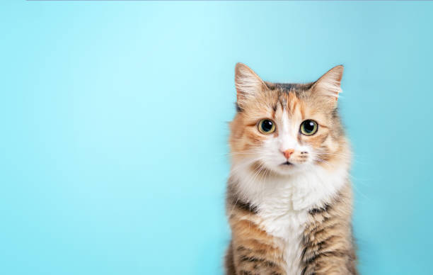 Fluffy kitty looking at camera on blue background, front view. stock photo