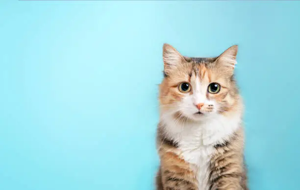 Photo of Fluffy kitty looking at camera on blue background, front view.
