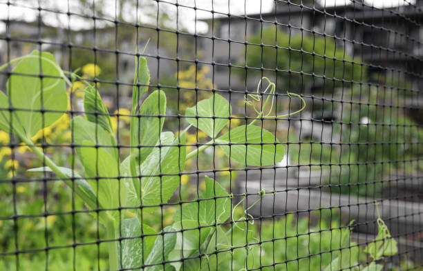 Climbing pea vines grabbing to mesh or trellis. stock photo