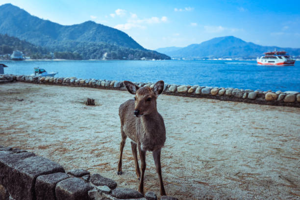 istock Wild Japanese deer on the Itsukushima island 1399763737