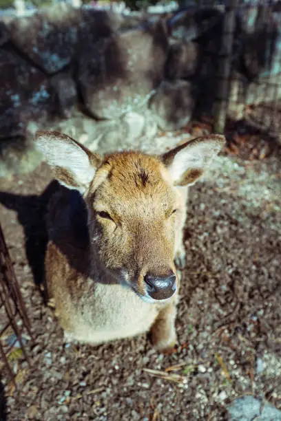 Photo of Wild Japanese deer on the Itsukushima island
