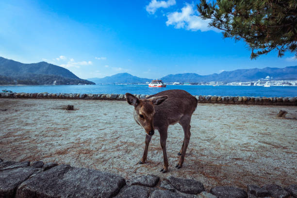 Wild Japanese deer on the Itsukushima island, Japan