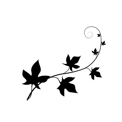 Black silhouette of an ivy branch. Botanical art. Vector illustration.