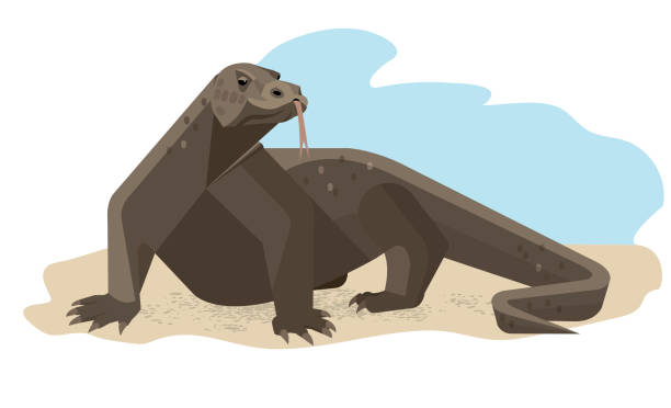 Komodo dragon on the beach Komodo dragon on the sandy shore froze in a wary pose, stylized image, vector illustration komodo dragon drawing stock illustrations