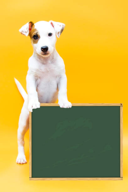 Cute dog is holding an empty sign with place for your text stock photo