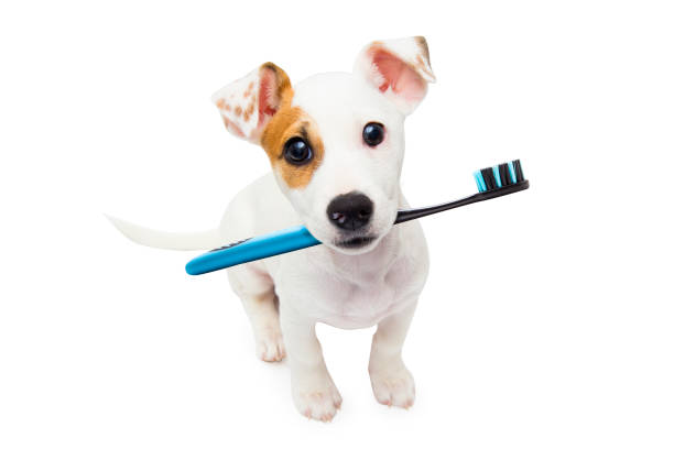 istock A dog with a toothbrush in its mouth 1399764549
