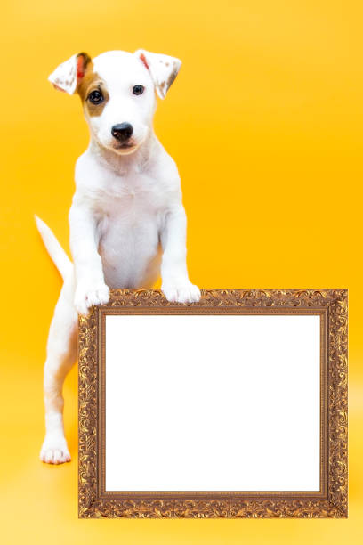 istock Cute dog is holding an empty sign with place for your text 1399764587