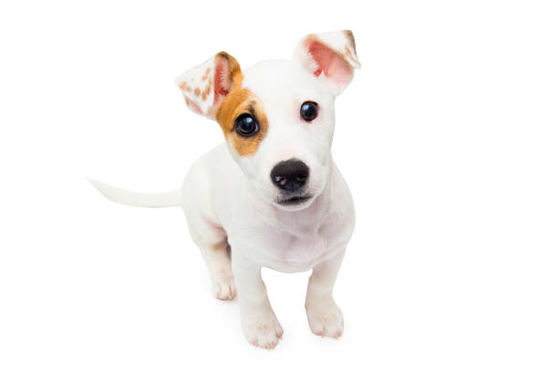 Puppy isolated on a white background stock photo