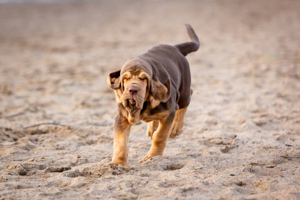 funny brown bloodhound puppy running on the sand funny brown bloodhound puppy running on the sand bloodhound stock pictures, royalty-free photos & images