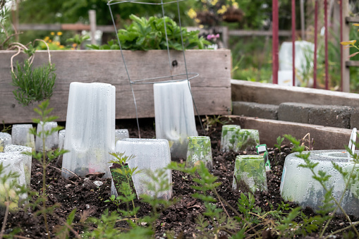 to protect from frost, cold temperatures and rain. Many different sized plastic containers placed over young plant seedling in garden bed. Selective focus.