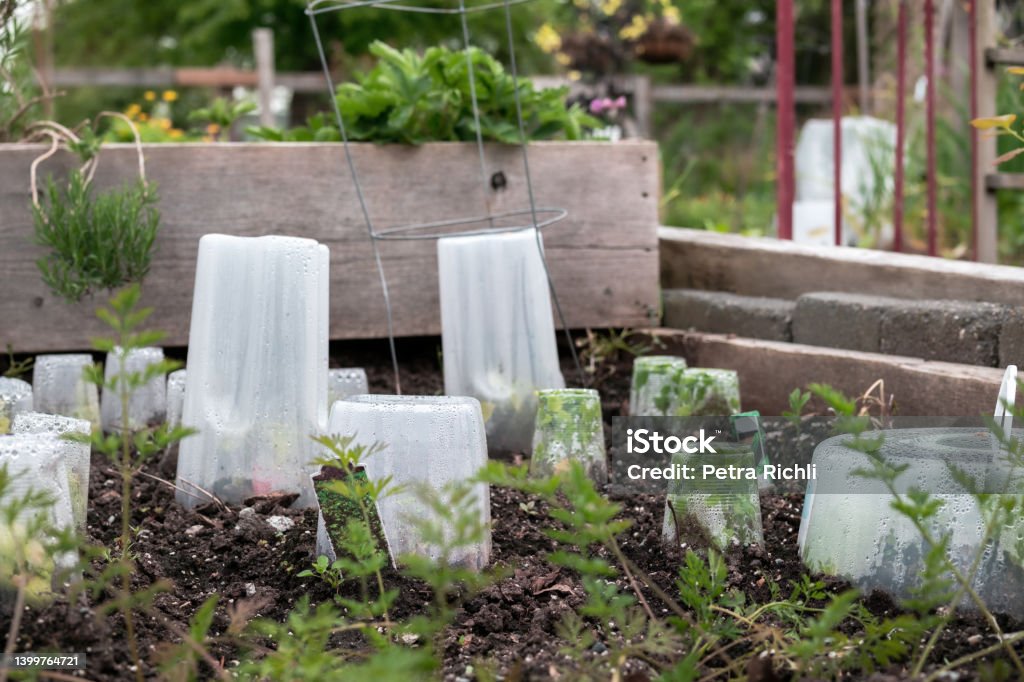 Vegetable plants covered with cloche to protect from frost, cold temperatures and rain. Many different sized plastic containers placed over young plant seedling in garden bed. Selective focus. Frost Stock Photo