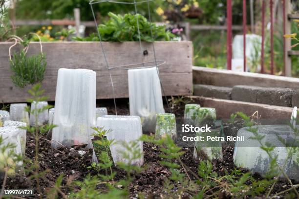 Vegetable Plants Covered With Cloche Stock Photo - Download Image Now - Frost, Vegetable Garden, Garden