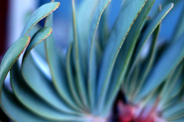 Abstract Succulent stock photo
