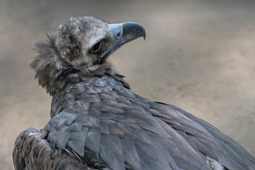 Eurasian griffon vulture with spread wings in the wild. Copy space.