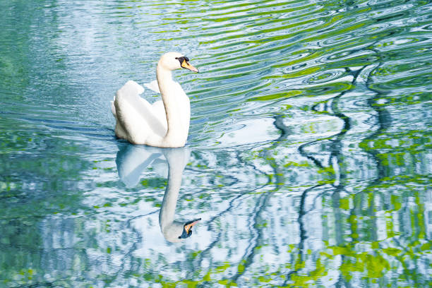 White swan or Cygnus cygnus, reflected in blue water