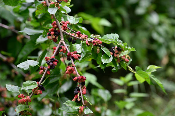 schwarze maulbeere (morus nigra) - mulberry bush stock-fotos und bilder