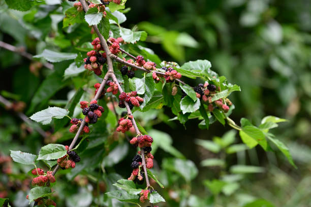 morwa czarna (morus nigra) - mulberry bush zdjęcia i obrazy z banku zdjęć
