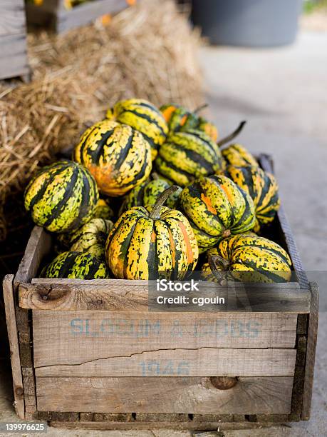 Jesienne Zbiory - zdjęcia stockowe i więcej obrazów Dynia Acorn - Dynia Acorn, Dynia olbrzymia, Fotografika