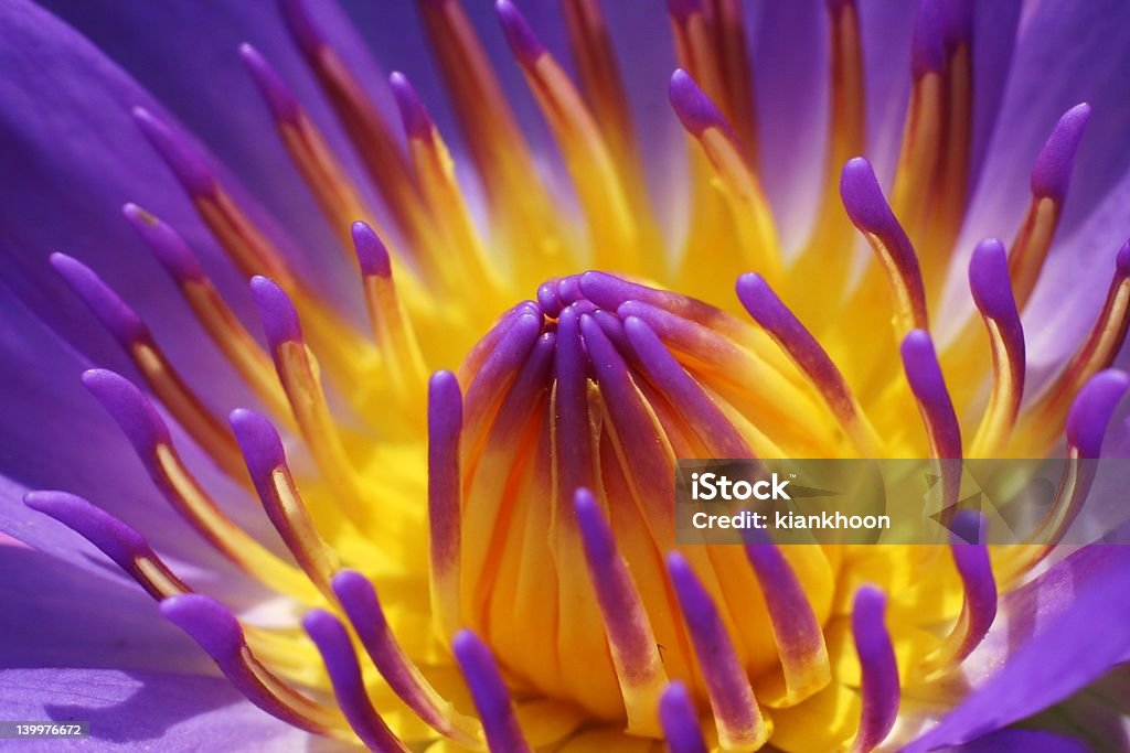 Purple Waterlily - Lizenzfrei Aquatisches Lebewesen Stock-Foto