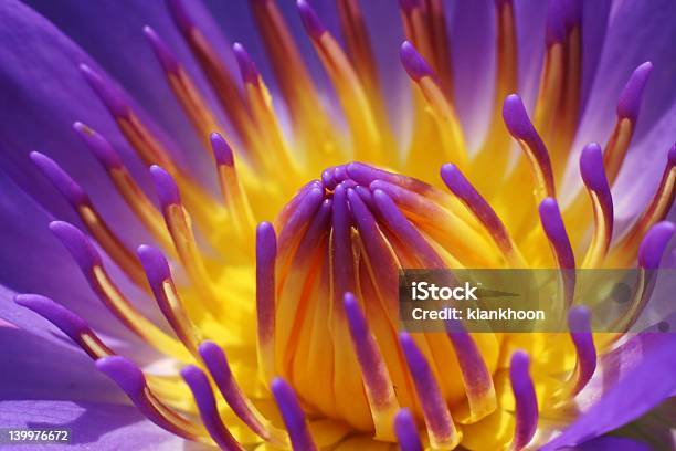 Purple Waterlily Stockfoto und mehr Bilder von Aquatisches Lebewesen - Aquatisches Lebewesen, Asiatischer und Indischer Abstammung, Blatt - Pflanzenbestandteile