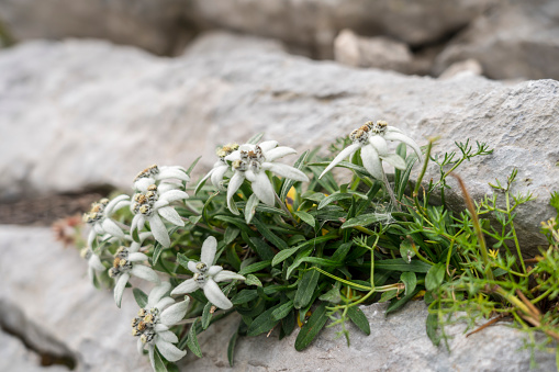 Purple saxifrage flowering in a crack between rocks. Photographed in Helgeland, Nordland, Norway.