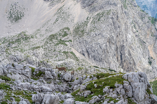 Mother alpine ibex and her youngster on pasture in highlands of Triglav national park, Julian Alps. I