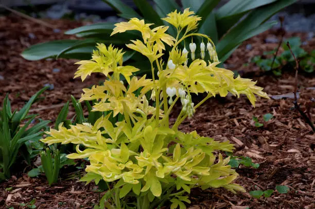 Colorful spring-flowering bleeding heart plant with bright golden-yellow leaves and delicate heart-shaped white blossoms hanging from arched stems.