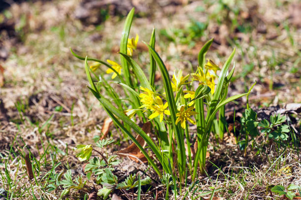 Yellow star-of-Bethlehem flowers or Gagea lutea on a green meadow, sunlight Yellow star-of-Bethlehem flowers or Gagea lutea on a green meadow, sunlight gagea pratensis stock pictures, royalty-free photos & images