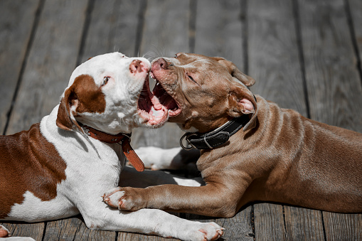 two pitbull babies playing on a natural wooden floor