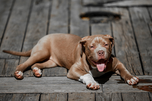 pitbull baby smiling and resting