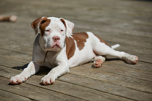 male pitbull puppy sitting on a natural wood floor