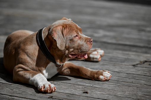 At training. One Staffordshire terrier dog posing isolated on white studio background. Looks happy, delighted. Concept of motion, action, pet's love. Copy space for ad, text