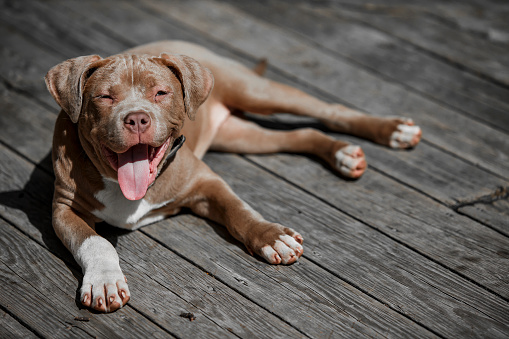 A black and white Pit Bull Terrier mixed breed dog looking at the camera with a head tilt