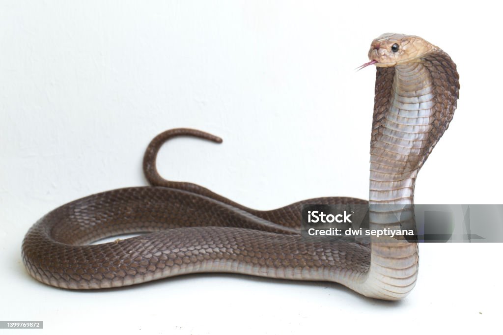 Java Cobra Animal The Javan Spitting Cobra Naja Sputatrix Or The Southern Indonesian ...