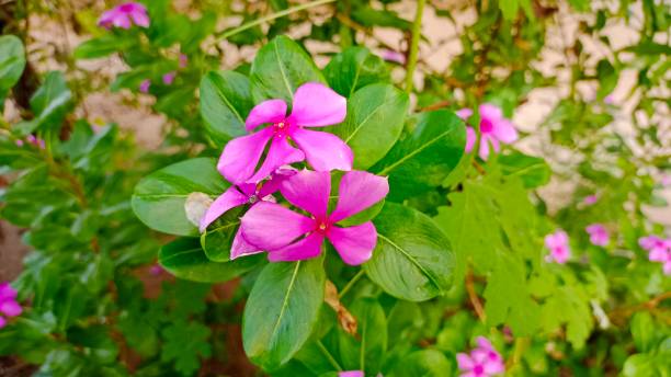 les fleurs de catharanthus roseus ont de nombreux avantages pour la chaleur - catharanthus photos et images de collection