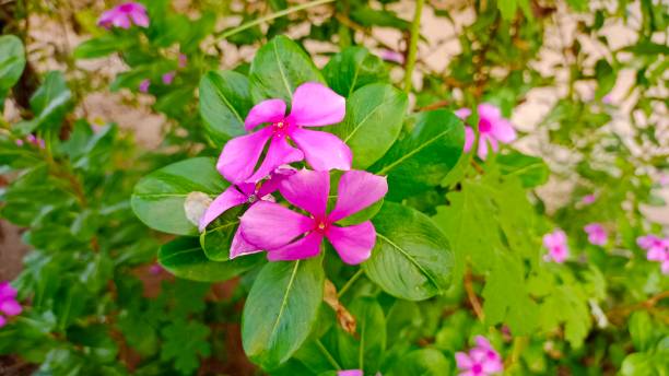 Catharanthus roseus flowers have many benefits for warmth Catharanthus roseus flowers have many benefits for warmth catharanthus roseus stock pictures, royalty-free photos & images