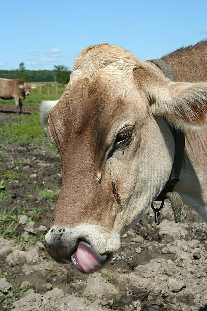 Cow Licking its Muzzle Brown Swiss Cow at the Au Gré des Champs cheese factory in St-Jean sur Richelieu, Quebec, Canada (http://www.augredeschamps.com/). slurp stock pictures, royalty-free photos & images