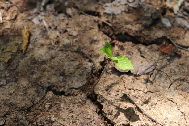 istock Hornbeam tree sapling rising between earth cracks on the ground 1399770294