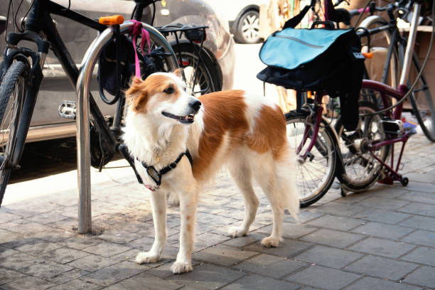 istock Sad leashed dog waiting for owner in front of a shop 1399770898